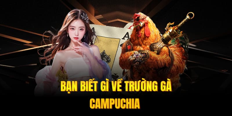 Bạn biết gì về trường gà campuchia