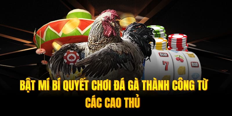 Bật mí bí quyết chơi đá gà thành công từ các cao thủ