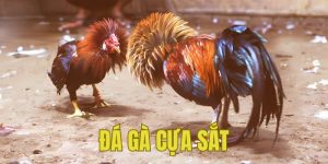 Đá Gà Cựa Sắt Trải Nghiệm Sự Gay Cấn Trong Mỗi Trận Đấu